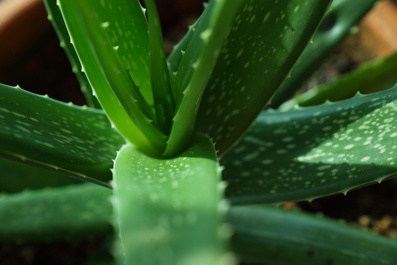 Aloe vera fresca su sfondo verde, simbolo di benefici disintossicanti per il fegato.